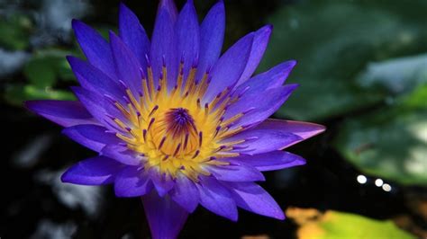 De Dansende Apsara met de Lotusbloem! Een Ontwapenende Kijkuit Op de Vergankelijkheid en schoonheid van het Leven